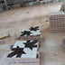 Fig Leaf mosaic - My Moroccan Tile